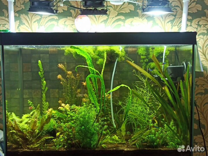 Аквариум
