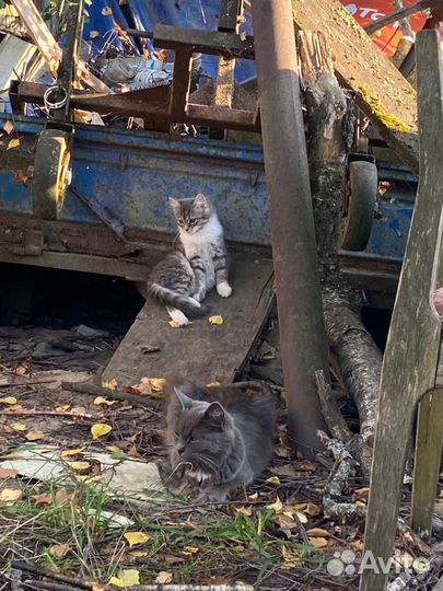 Красивые котята