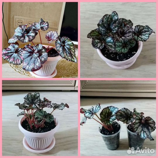 Королевская бегония в розовом горшке и стаканах