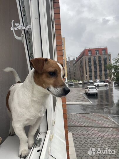 Джек Рассел терьер вязка