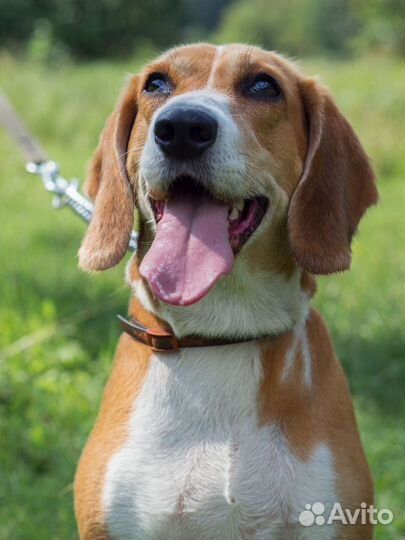 Эстонская гончая