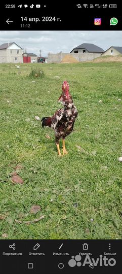 Бойцовый питух