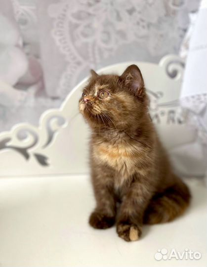 Британские котята