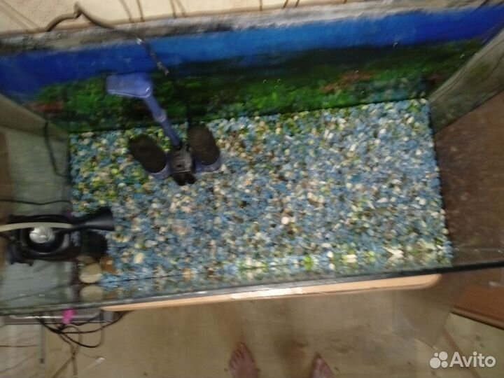 Аквариумные рыбки