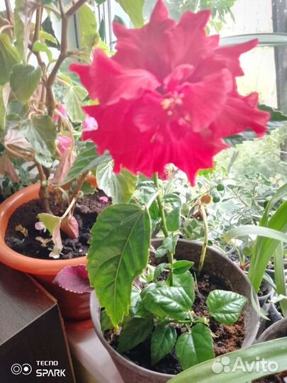 Комнатные цветы