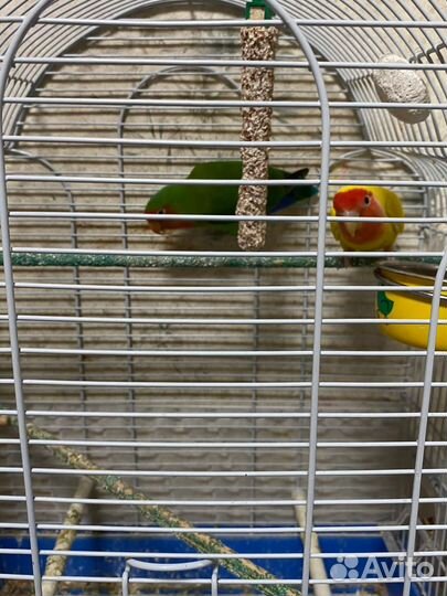 Продажа попугаев неразлучников