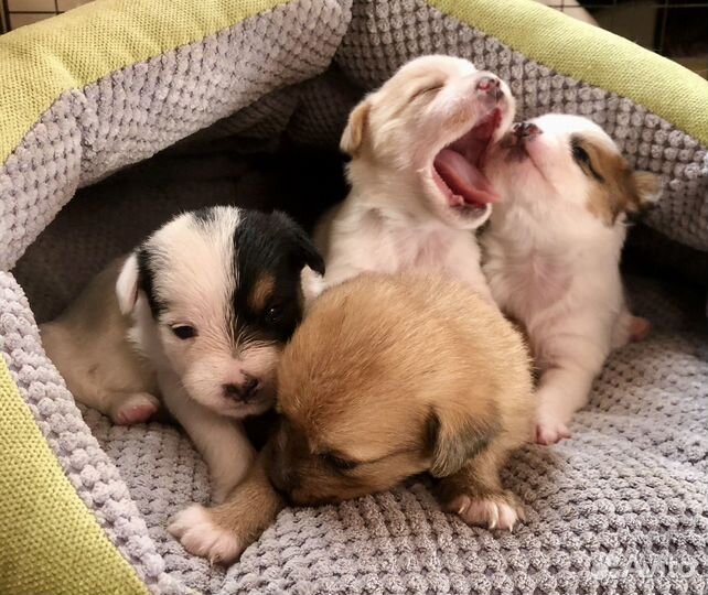 Щенки от маленькой собачки