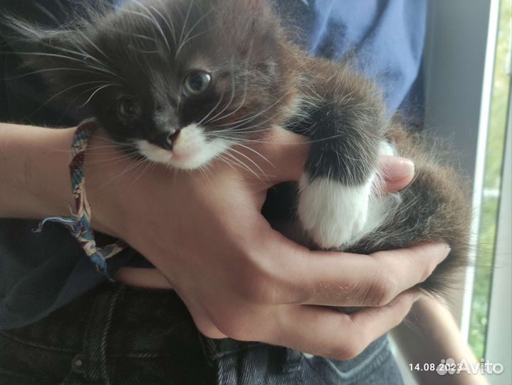 Котята в добрые руки 1 месяц