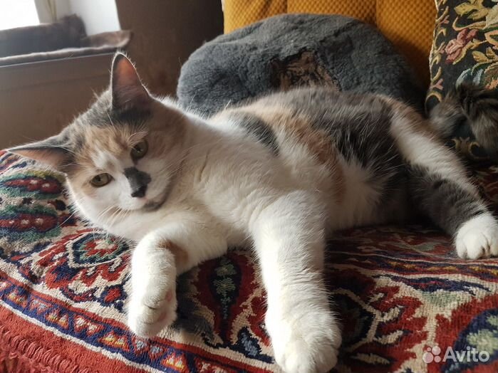 Трёхцветка Нюша в дар