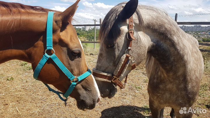 Конные прогулки, обучение верховой езде, фотосесси