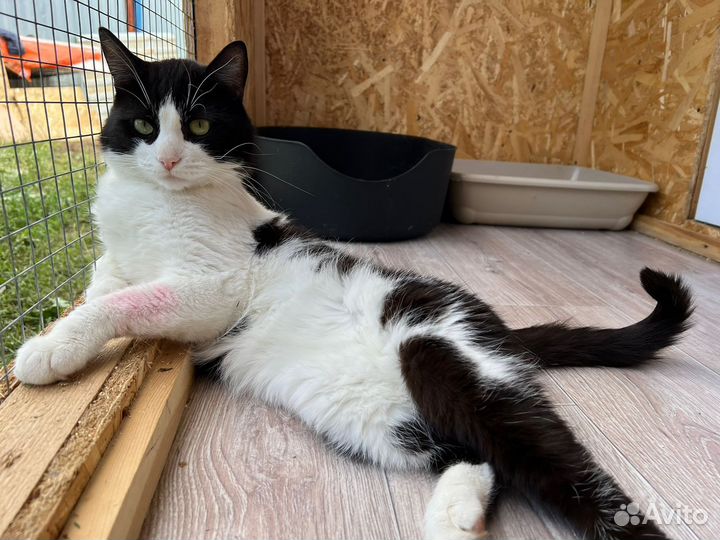 Кот из приюта в поисках дома