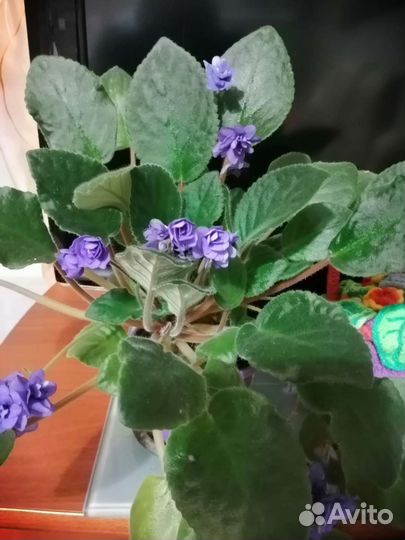 Фиалка в горшке