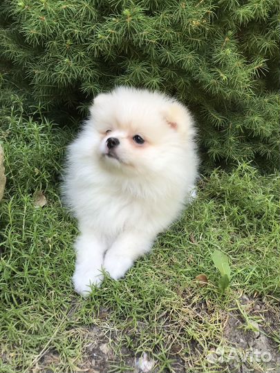 Померанский шпиц медвежьего типа