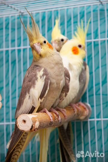 Попугай нимфа корелла малыши