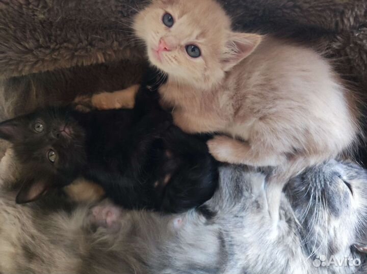 Котята в добрые руки