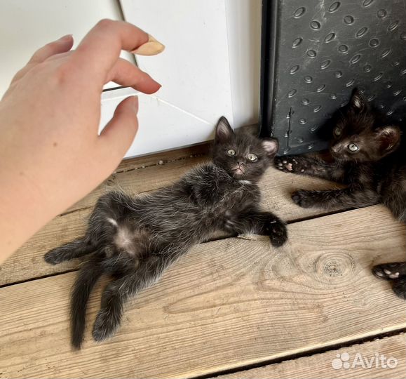 Отдам котенка,мальчика в добрые руки