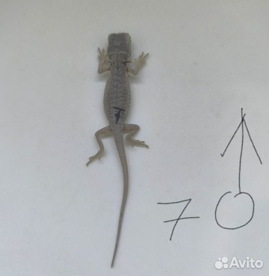 Бородатая агама зеро (малыши)