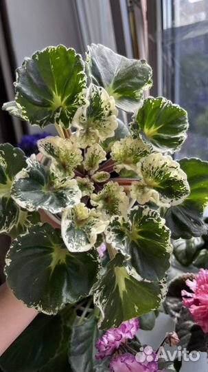 Фиалка Р Дурман