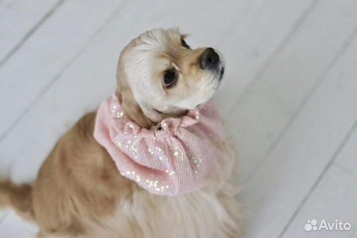 Шапка снуд для собак