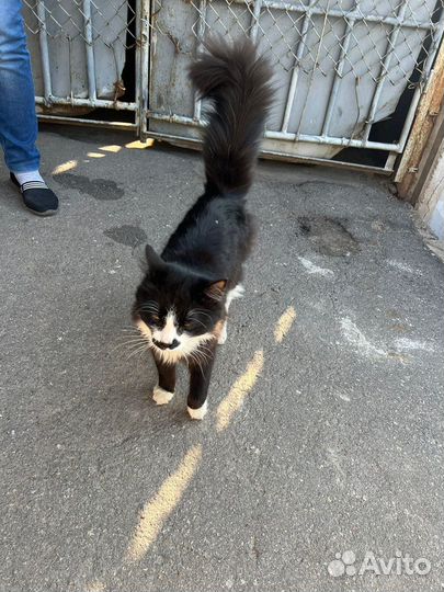 Котенок в добрые руки