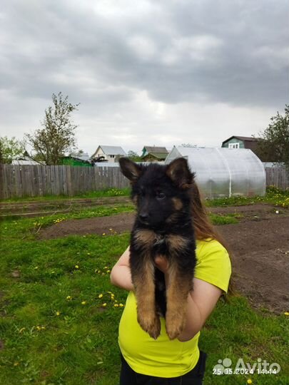 Немецкая овчарка