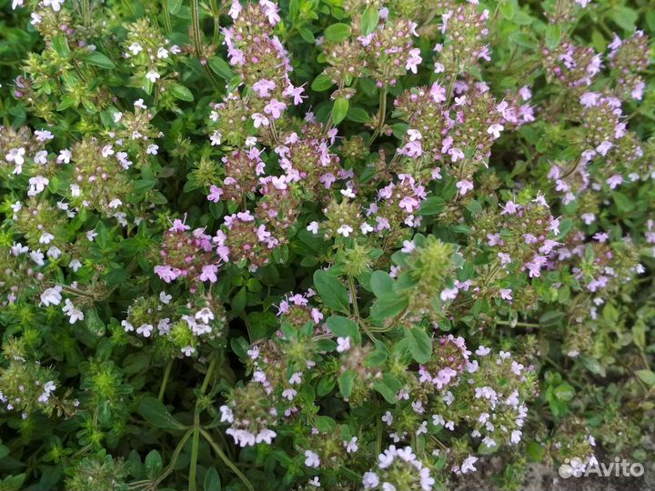 Тимьян (чабрец)