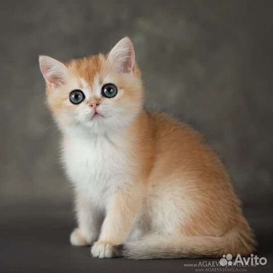 Котята золотые и серебристые шиншиллы
