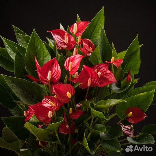 Антуриум миллион цветов flouwers