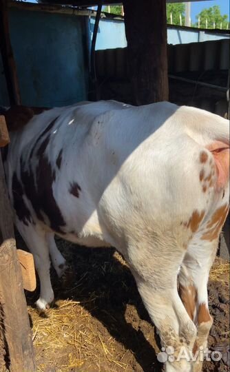 Корова,бычки