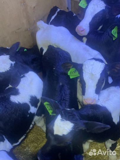 Телята мясной породы бычки