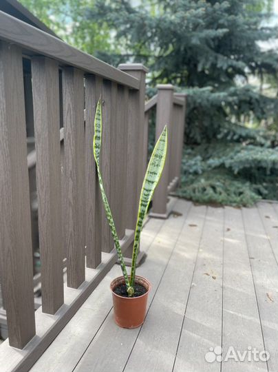 Сансивиерия