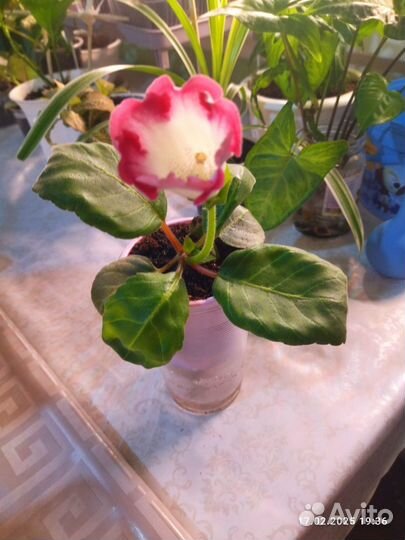 Глоксиния цветущая