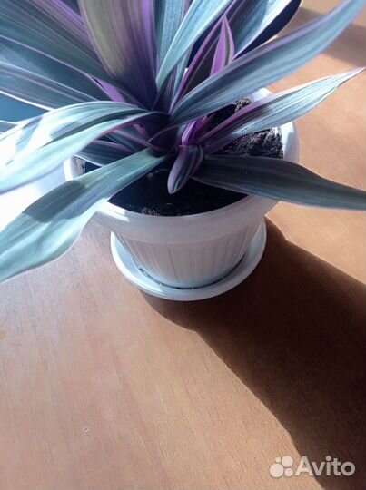 Пестрый рэо комнатный цветок