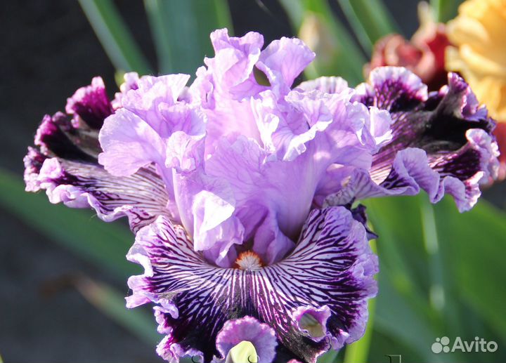 Ирисы бородатые