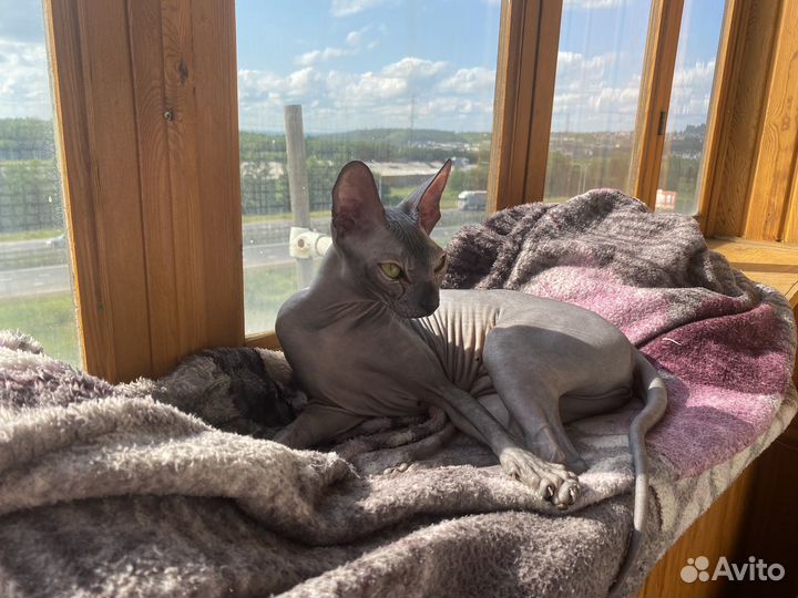 Ищем жениха