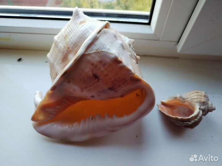 Морские ракушки раковины