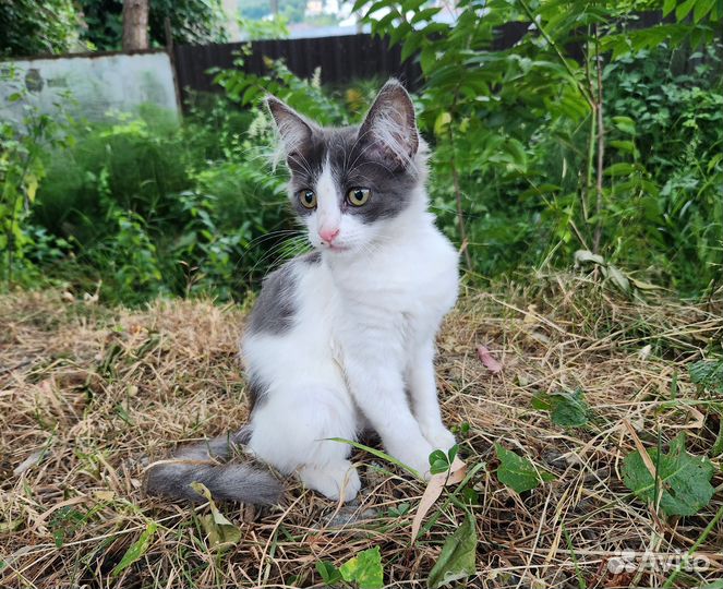 Белый котенок