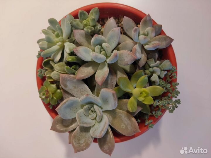 Флорариум из суккулентов
