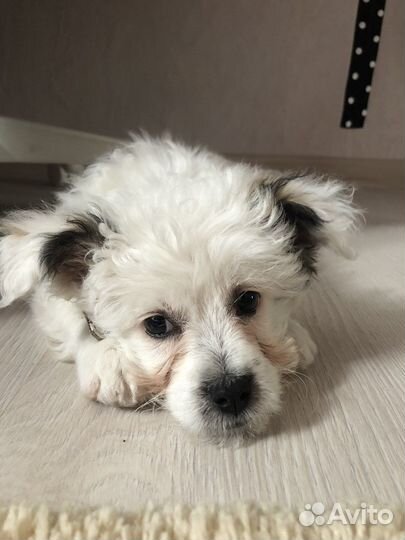 Щенки бишон фризе