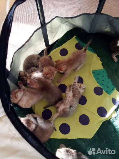 Британские котята