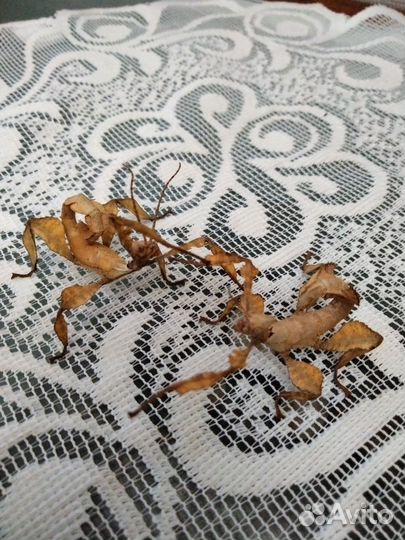 Австралийский палочник