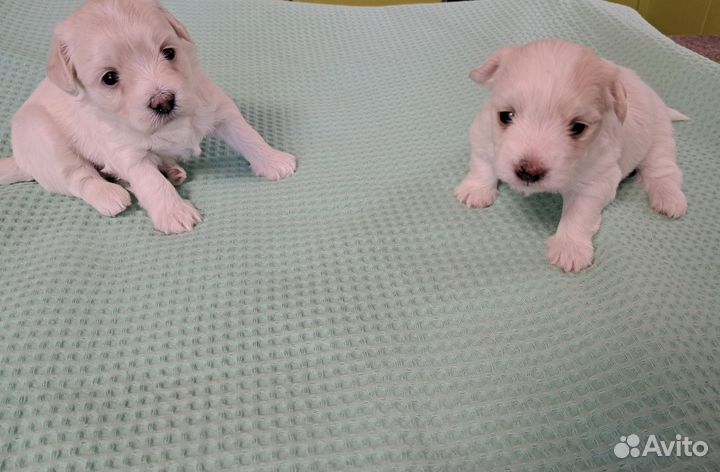 Мальтийская болонка