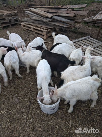 Зааненские козлята