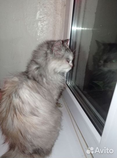 Кошка в добрые руки бесплатно