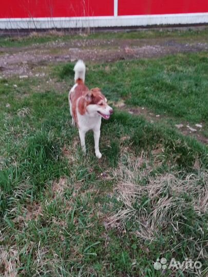 Собака в добрые руки