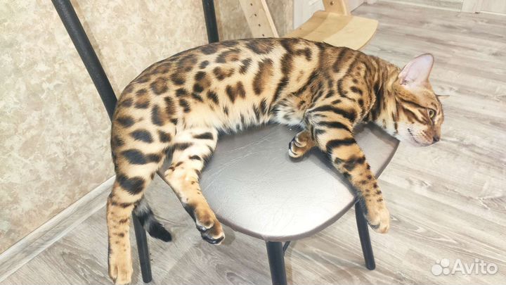 Бенгальский кот вязка