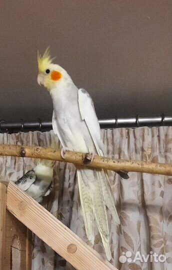 Попугай корелла