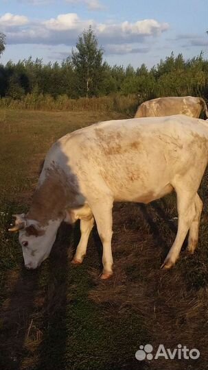 Телка 1.5 года