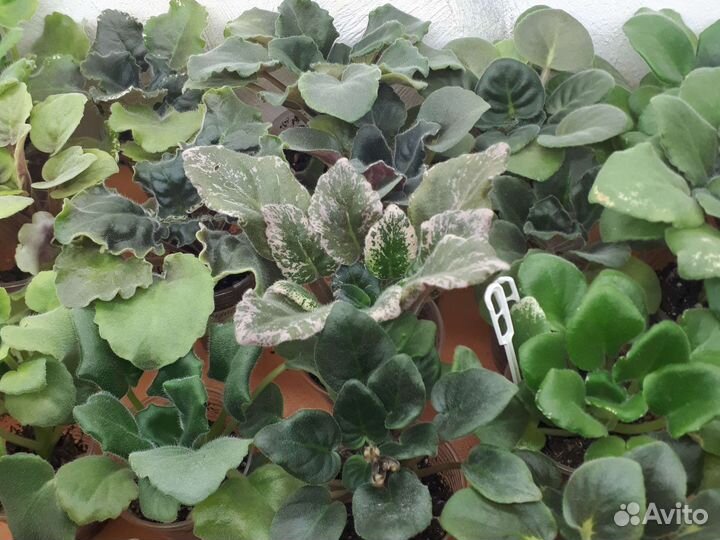 Детки сортовых фиалок