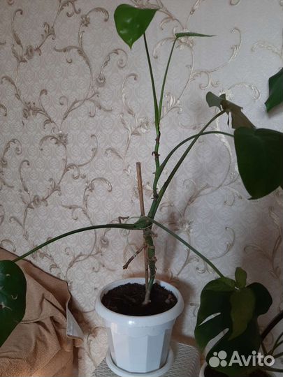 Комнатные растения